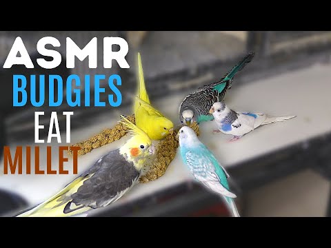 ASMR || cute birds eat millet
