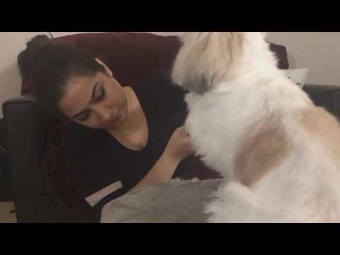 ASMR - Brushing and cutting my dog's hair - Cute Shih tzu