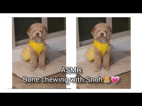 [ASMR] National Dog Day 🐶💗Bone Chewing With Snoh🐾