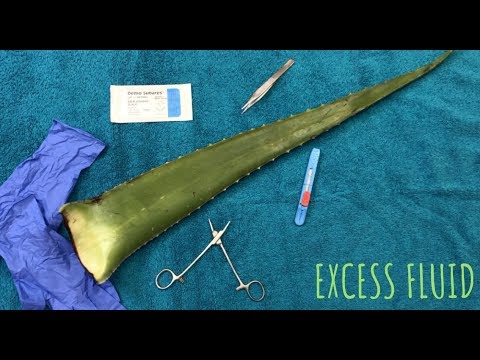 [ASMR] Surgery On Aloe Vera Leaf
