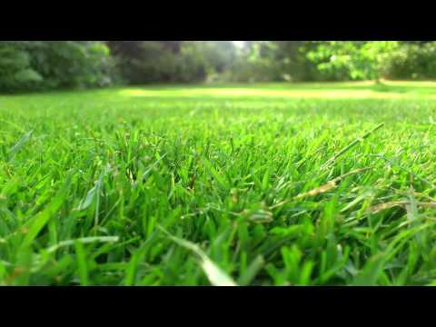(3D binaural sound) Asmr ripping grass around your head