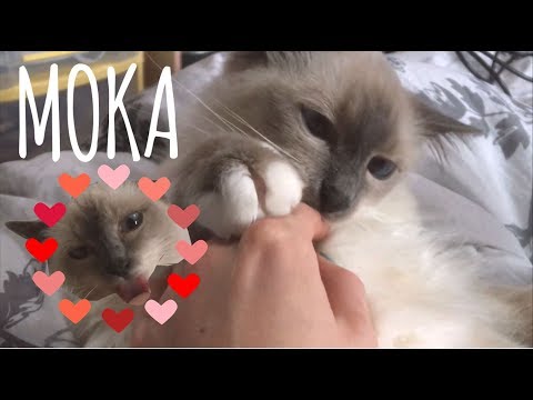 ASMR | Petting my cute cat (+ licking sounds)