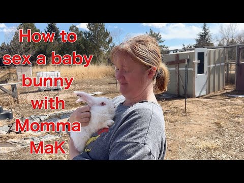 how to sex a baby bunny with Momma MaK - QUIZ AT END! 🐰