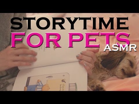Bed Time for a story with Honey the Cavachon zzzz  (ASMR) back to basisc