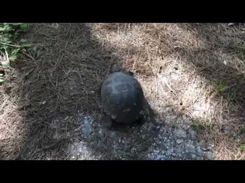 Tortoise Walking in the Woods