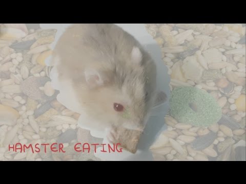 [ASMR] Binaural Hamster Feeding Pt 2