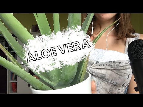 ASMR - with ALOE VERA (tapping, scatching)👩‍🦰🎍😊