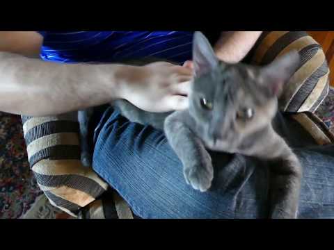 ASMR: cat gets petted and purrs