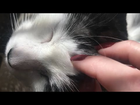 ASMR Scratching my cat Lucy 😸 She loves this