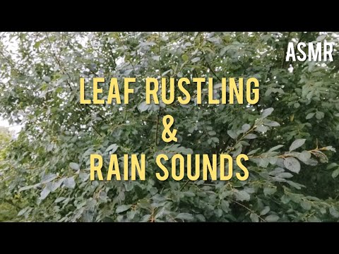 ASMR Rain Falling on Leaves (Relaxing Nature Sounds)