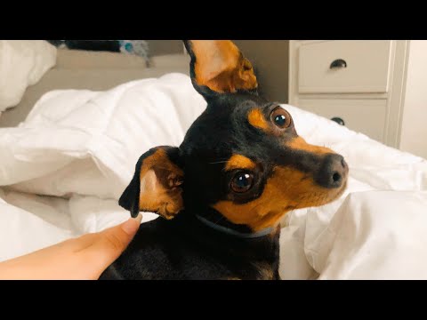 ASMR! Paris's Custom Video! ￼ Petting My dog!