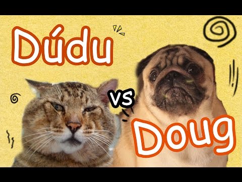 DOUG (pug) vs DÚDU (cat)