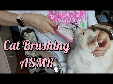 ASMR Cat Brushing