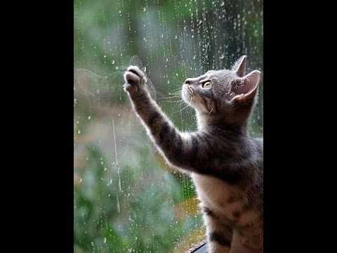 Cat & Rain :)