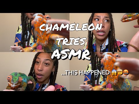 MY CHAMELEON TRIED ASMR ... and this happened (+10 triggers)