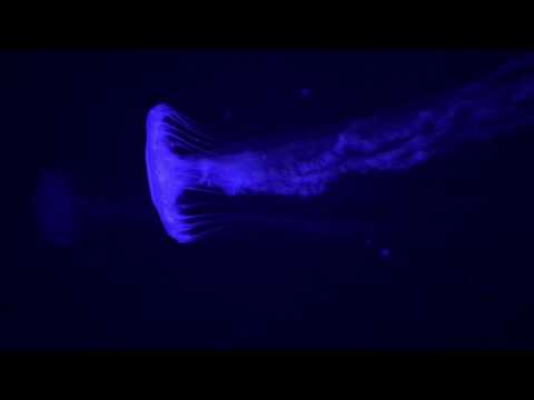 ASMR | Underwater Jellyfish Visuals with Layered Sounds