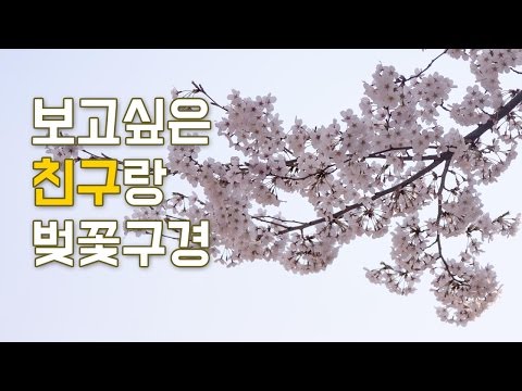 [ASMR 한국어] 보고싶은 친구랑 벚꽃구경/세월호 추모영상