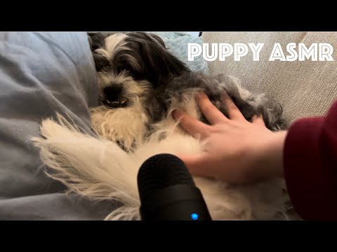 ASMR: Puppy Brushing, Scratching & Massaging 🐶