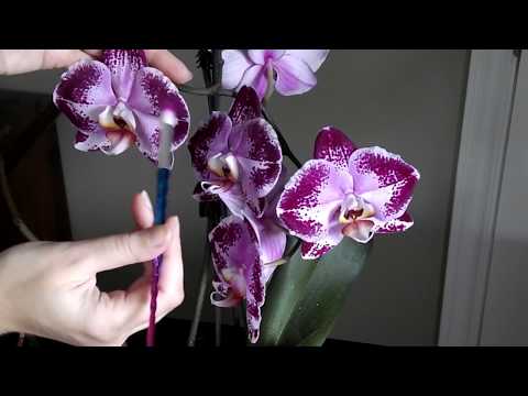 Visual ASMR with Orchids (NO TALKING)