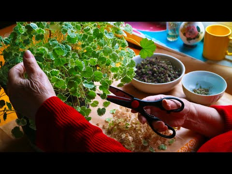 ASMR My Grandma Sorts Her Plants & Herbs 🌱 Soft, Barely-There Sounds (No Talking)