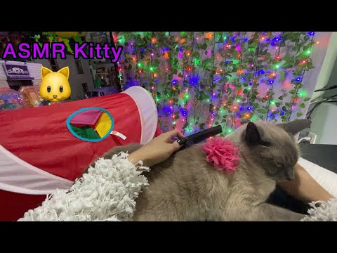 ASMR  Kitty Combing & Tapping (Cat Kitty Therapy For Mental Health) Siamese Cat Blue Point Breed 🐱