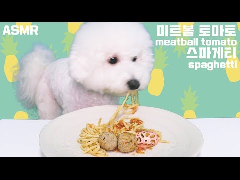 [ASMR] meatball tomato spaghetti mukbang｜dog asmr｜강아지 asmr｜강아지 먹방 asmr｜미트볼 토마토 스파게티｜비숑｜bichon frise