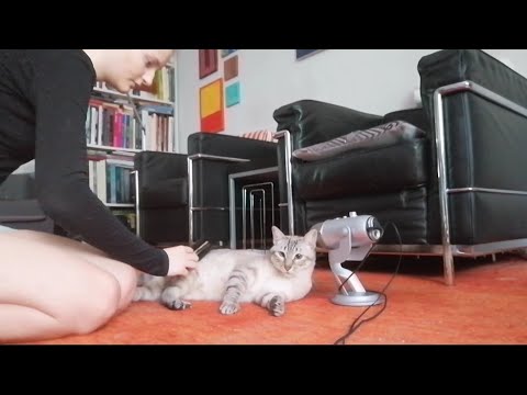 ASMR WITH MY CATS (deutsch/german)