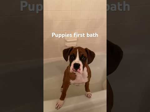 Bruno had his first bath! #boxerdog #dog #puppy