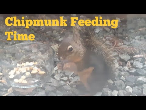 Chipmunk Feeding Time