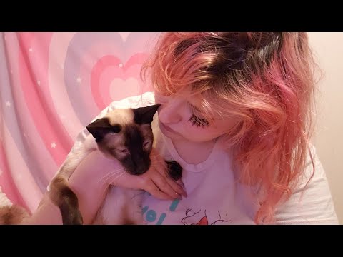LOFI ASMR But I get Distracted by My Cat for 70% of the Video