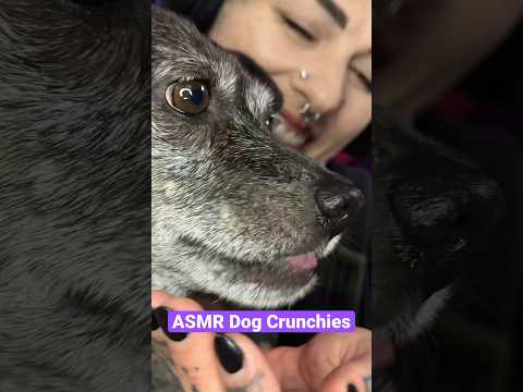 ASMR feeding my dog crunchy food- #dogasmr #eatingasmr #crunchyasmr #crunchysounds #asmreatingsounds