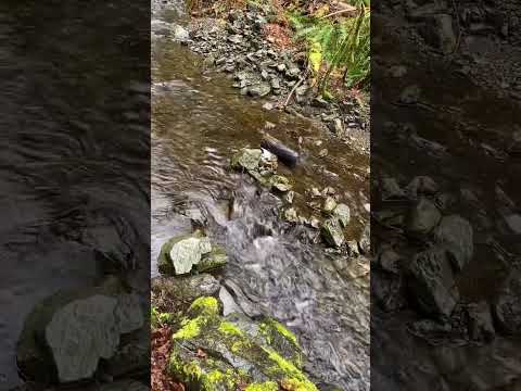 babbling brook 💦 #asmrsounds #relaxingvideos #naturesounds #asmrshorts #asmr