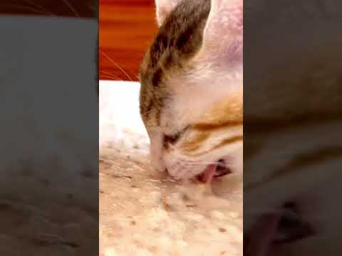 Kitten eating ASMR 🐱 #asmr #satisfying #asmrcommunity #cat #kitten #catlover #kitteneating