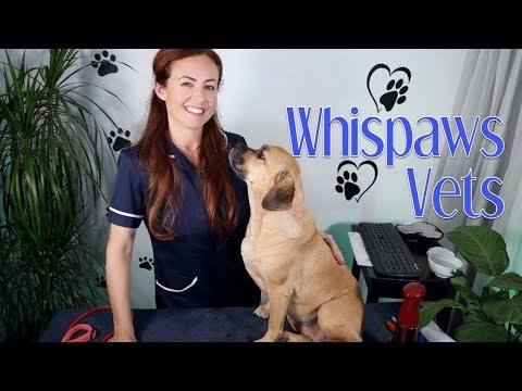 🐾 Whispaws ASMR Veterinary Checkup 🐾 Brushing, Massage, Typing & Cuddles