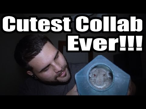 ASMR Collab With A Chinchilla (Trigger Assortment For Sleep) Mouth Sounds, Crinkles, and Tapping