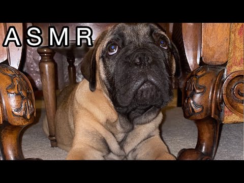 ASMR | Puppy Love & Toy Triggers 🐾💙 (Whispered Rambles, Tapping, Eating Sounds & Cuddles 🥰)