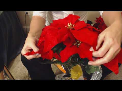 ASMR Request ~ Handling Artificial Poinsettia (Whispered Intro) (Visual ASMR)