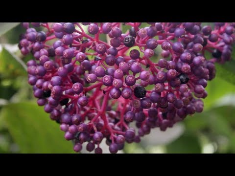 Hawaii's Tropical Botanical Gardens - Video Art