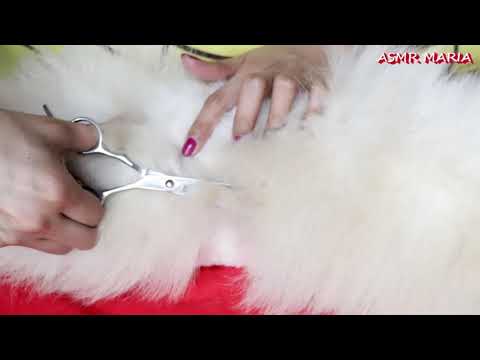 ASMR Scissors Tingling Sounds Dog Haircut
