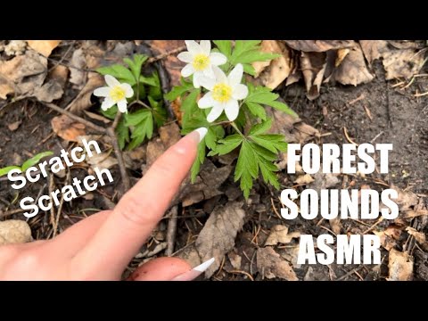Outdoor ASMR Camera Tapping & Scratching 🌲 🌳 Part II In The Woods