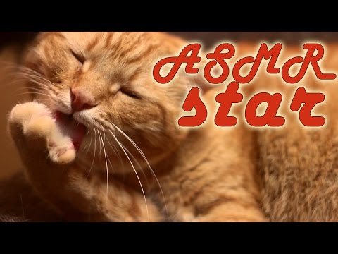 My cat is an ASMR star! | Cat Grooming, Licking Paws | Binaural HD ASMR