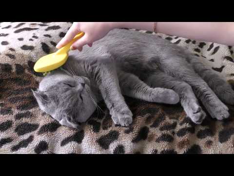 ASMR From the cat, comb and enjoy