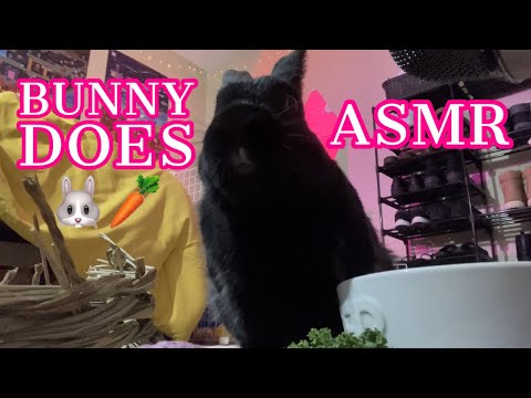 my BUNNY does ASMR!! 🐰 (cutest thing ever)