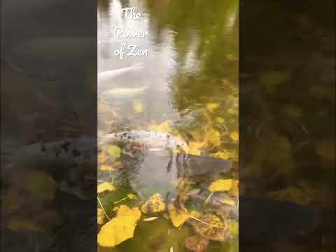 ASMR Raindrops on colorful carp pond leave you Zen🍁🎏⛩