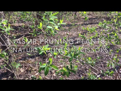 ASMR PRUNING PLANTS
