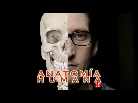 ASMR - ANATOMÍA HUMANA 3D: Huesos 💀