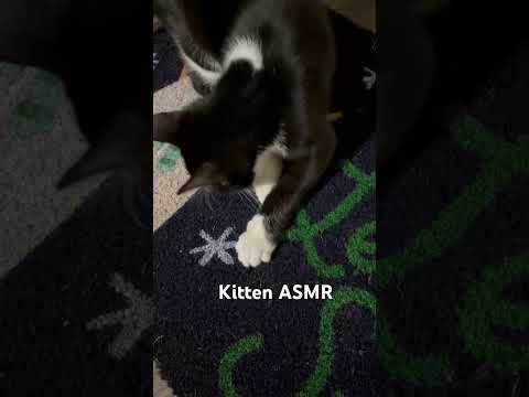 Kitten scratching ASMR 🤍 #asmr #cats #kitten #asmrsounds #scratching