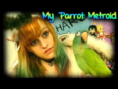 My Parrot Metroid [ Blue Crowned Conure ] ~ BabyZelda Gamer Girl