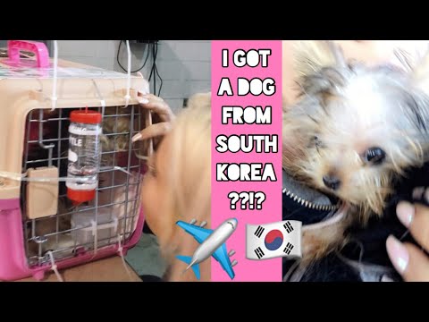 I got a puppy shipped from South Korea??!? | ASMR whispered