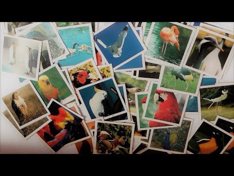 АСМР ASMR Карты с изображениями птиц, игра, релакс